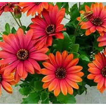 Fresh Daisy Flower